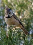 European Crested Tit