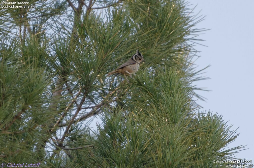 Mésange huppée