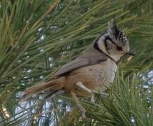 European Crested Tit