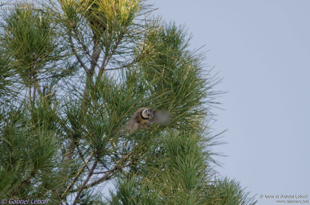 Mésange huppée