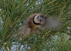 Mésange huppée