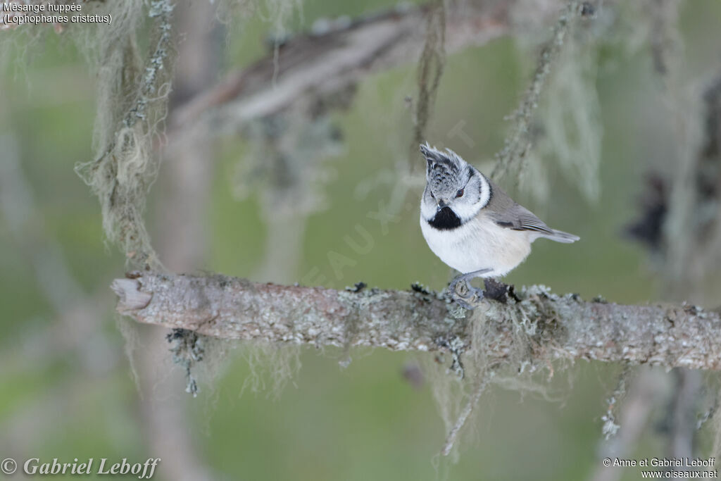 European Crested Tit