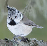 Mésange huppée