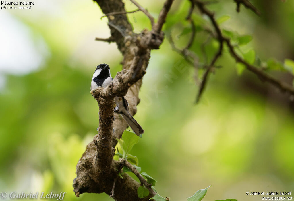 Mésange indienne mâle