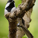 Mésange indienne