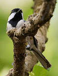 Mésange indienne