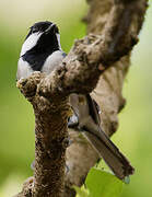 Cinereous Tit