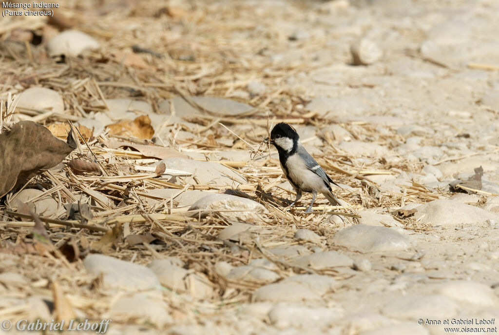 Cinereous Tit female, Reproduction-nesting