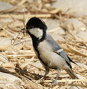 Cinereous Tit