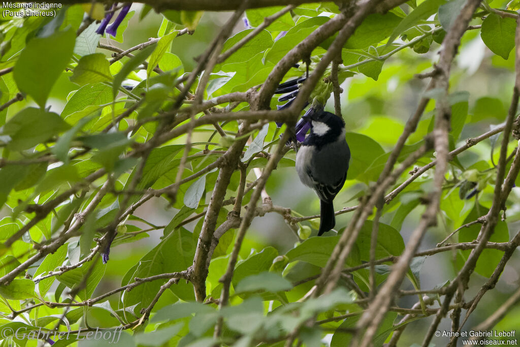 Cinereous Tit