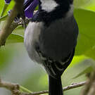 Mésange indienne