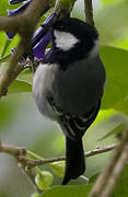 Cinereous Tit