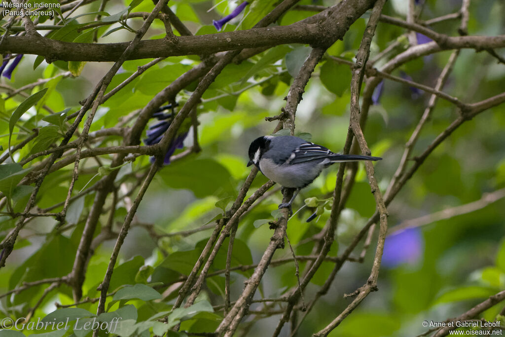 Mésange indienne