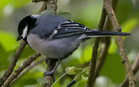 Cinereous Tit