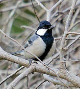 Mésange indienne