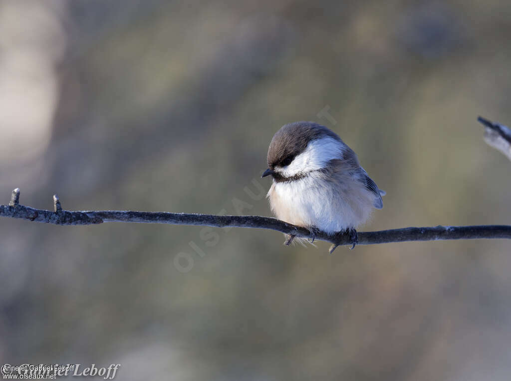 Mésange laponeadulte, portrait