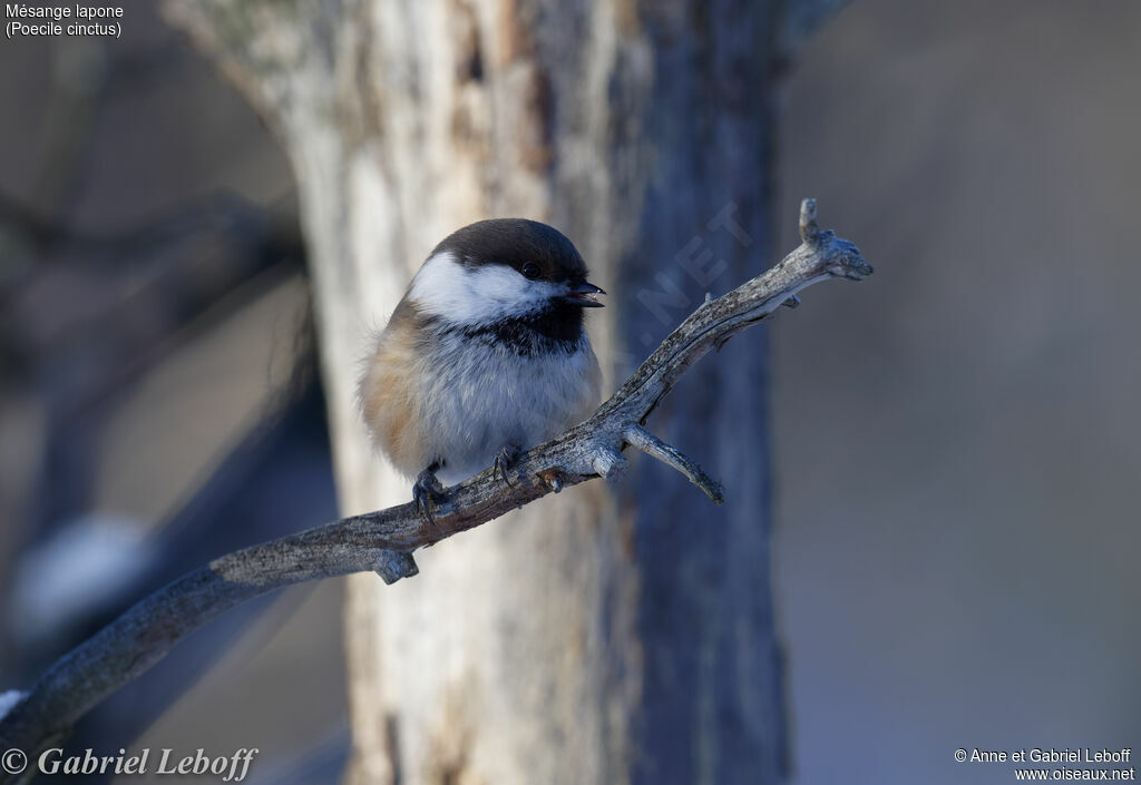 Grey-headed Chickadee