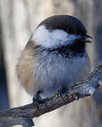 Grey-headed Chickadee