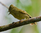 Mésange modeste