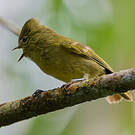 Mésange modeste