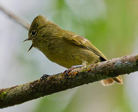 Mésange modeste