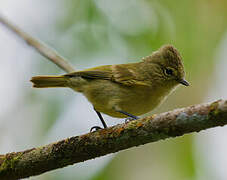 Yellow-browed Tit
