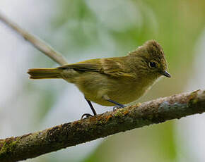 Mésange modeste