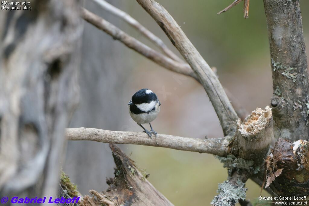 Coal Tit