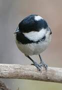 Coal Tit