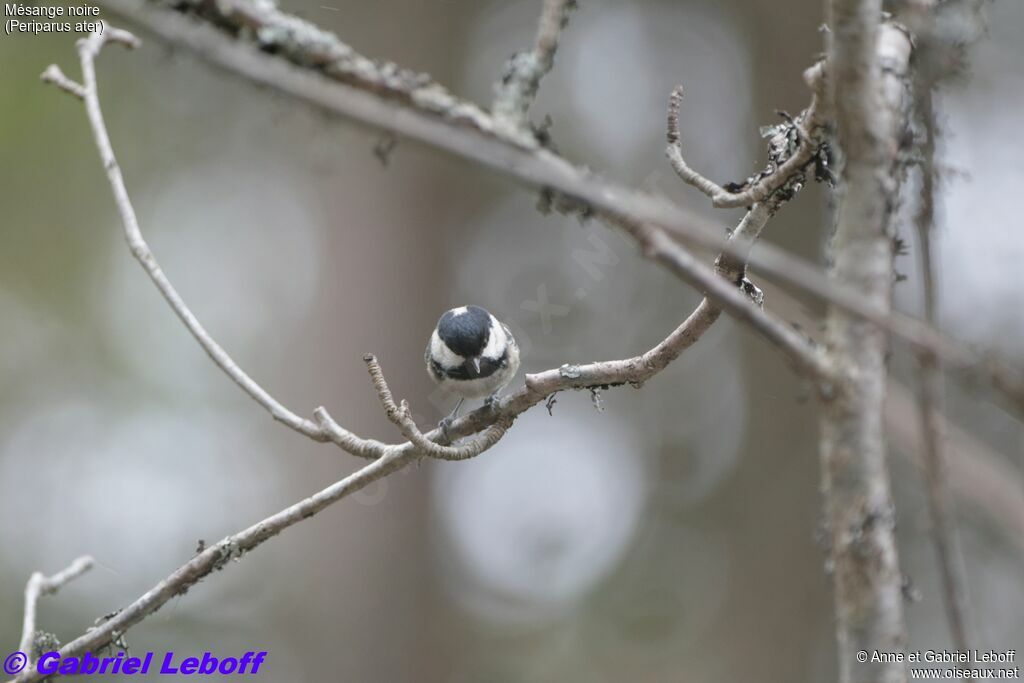 Coal Tit