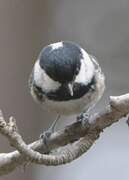 Coal Tit