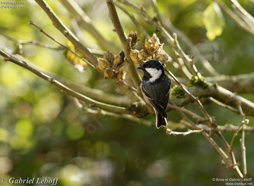 Coal Tit