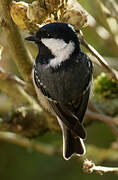 Coal Tit