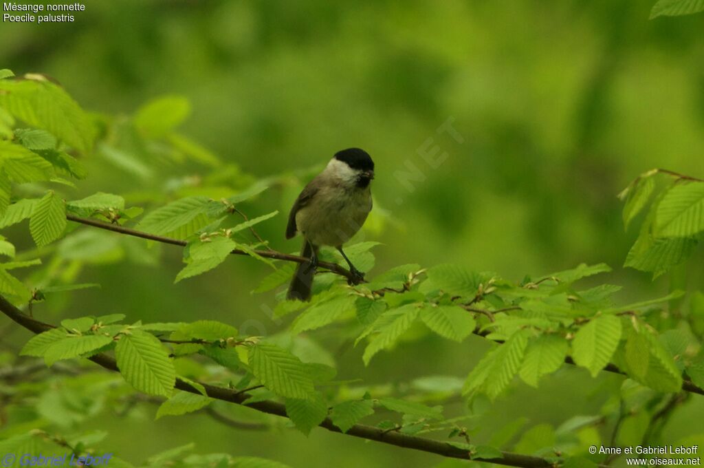 Mésange nonnette