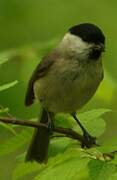 Marsh Tit