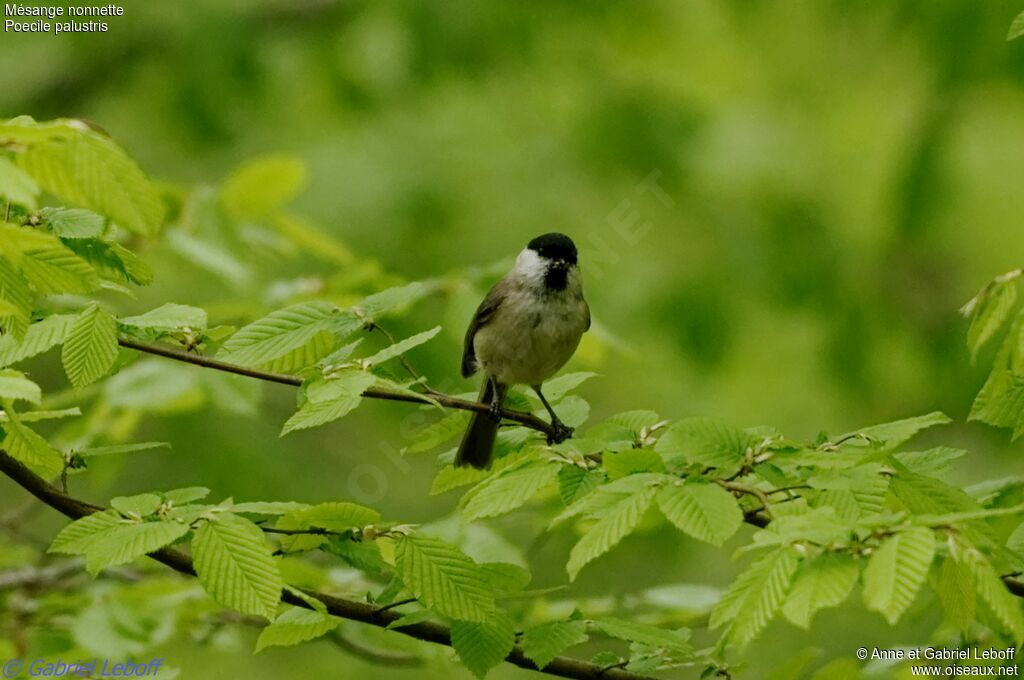 Marsh Tit