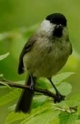 Marsh Tit