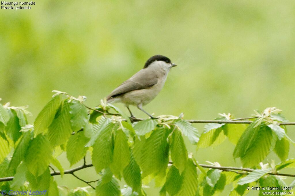 Marsh Tit