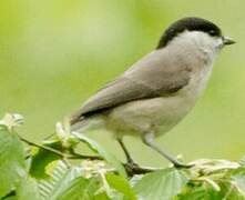 Marsh Tit