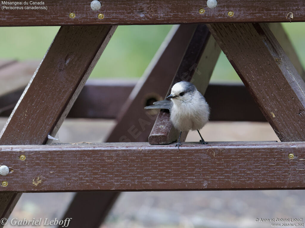 Canada Jay