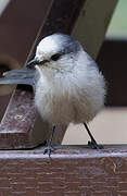 Grey Jay