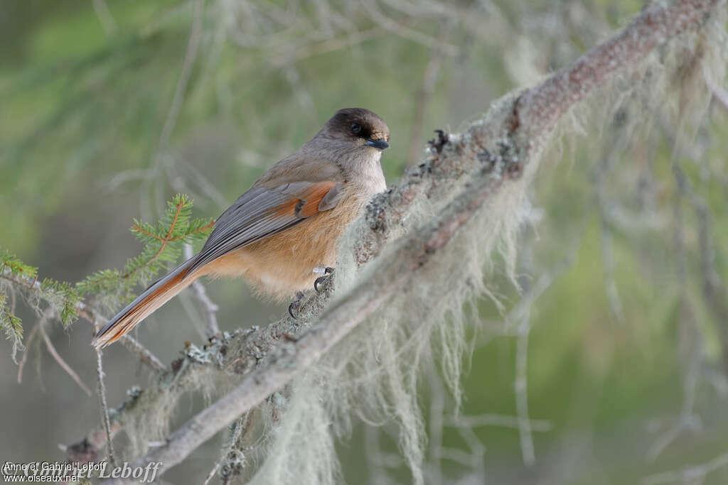 Siberian Jayadult, habitat, pigmentation