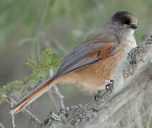 Siberian Jay