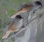 Siberian Jay