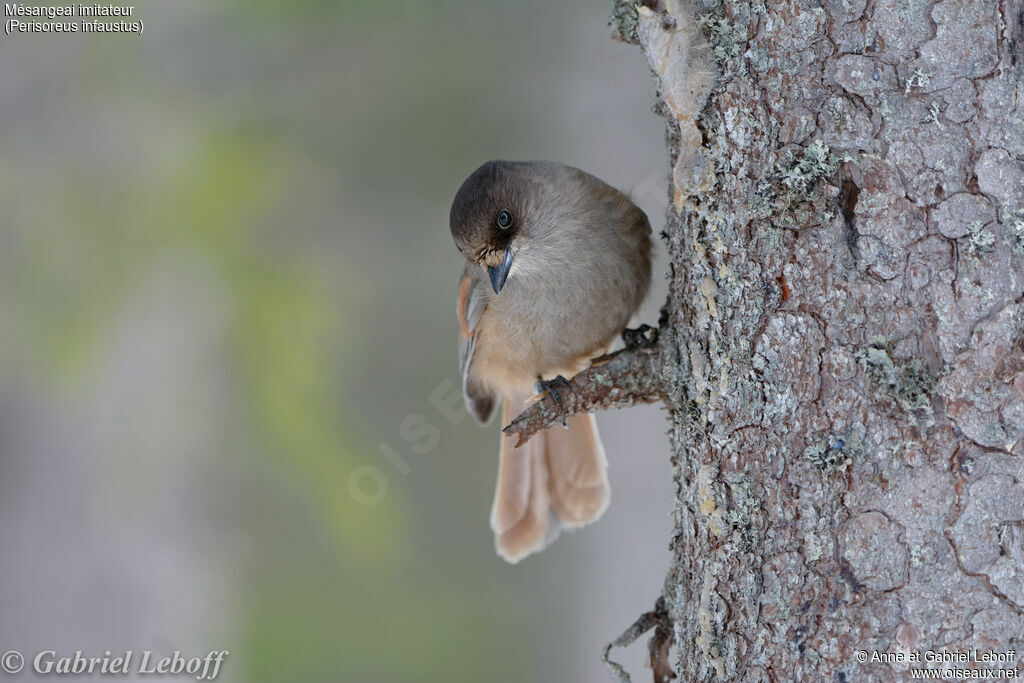 Siberian Jay