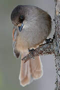 Siberian Jay