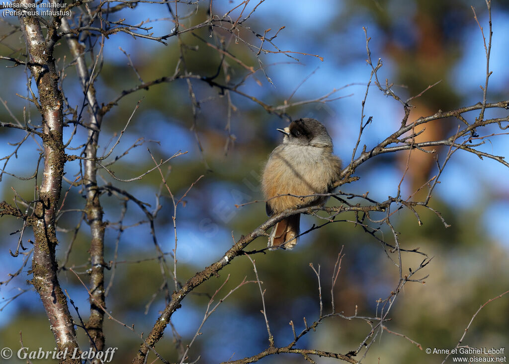 Siberian Jay