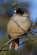 Siberian Jay