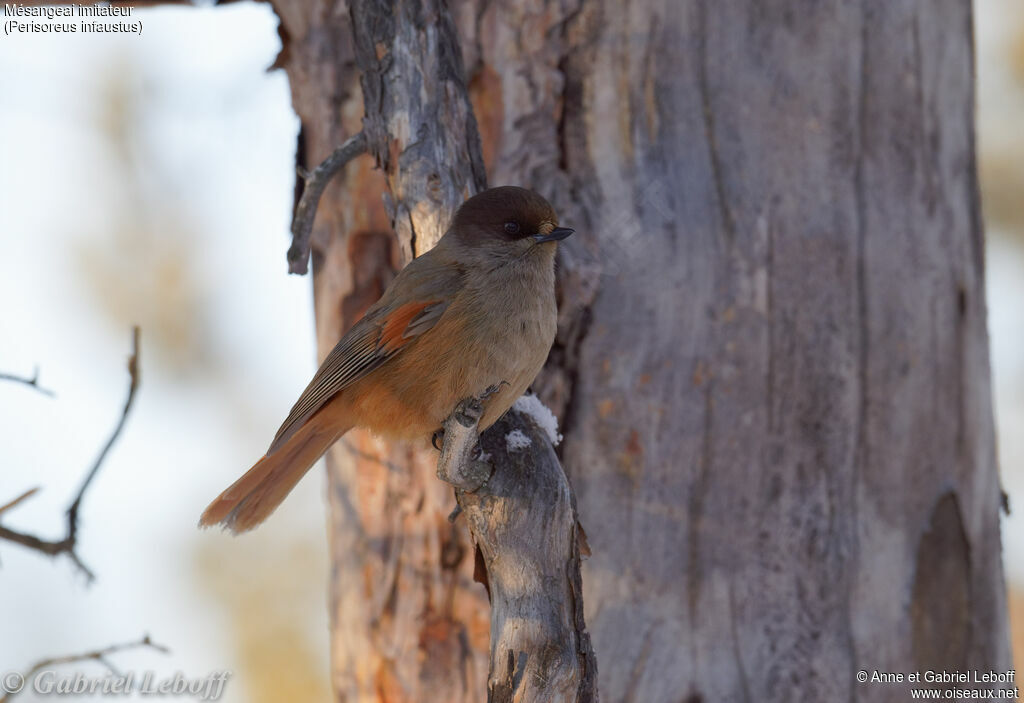 Siberian Jay