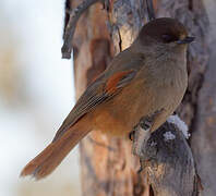 Siberian Jay